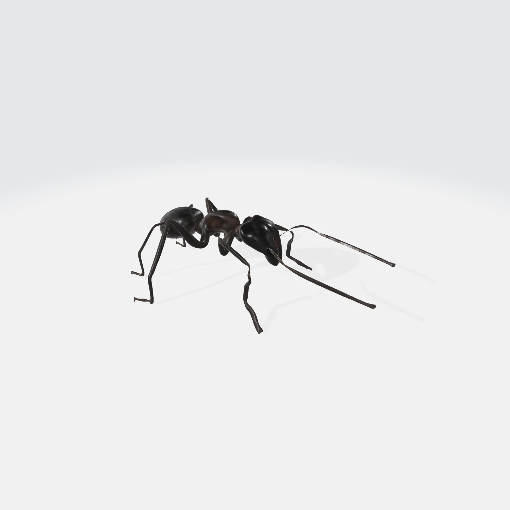 Realistic Black Ant - Insect Animation 3D Model .c4d .max .obj .3ds .fbx .stl .blend 