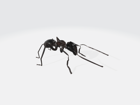 Realistic Black Ant - Insect Animation 3D Model