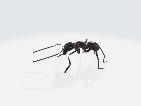 Realistic Black Ant - Insect Animation Modelo 3D