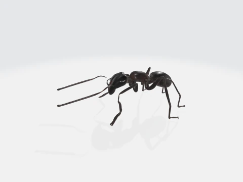 Realistic Black Ant - Insect Animation 3D Model