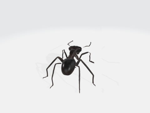 Realistic Black Ant - Insect Animation Modelo 3D