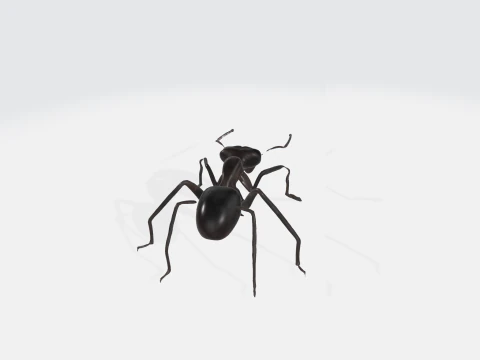 Realistic Black Ant - Insect Animation 3D Model