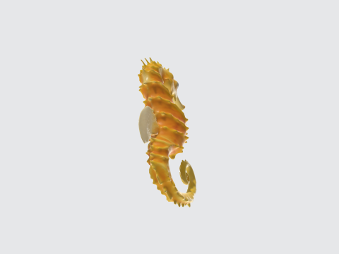Realistic Seahorse - Marine Life 3D Model