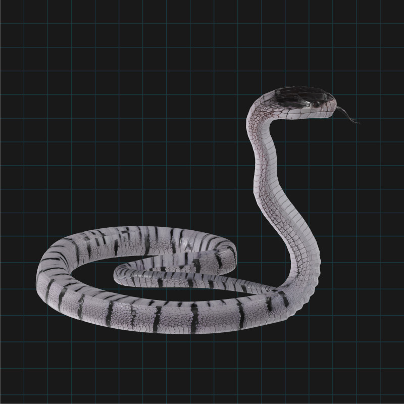 3D Cobra Snake Model Realistic Snake Asset Model 3D .c4d .max .obj .3ds .fbx .stl .blend