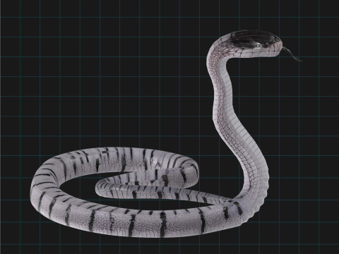 3D Cobra Snake Model Realistic Snake Asset Modelo 3D