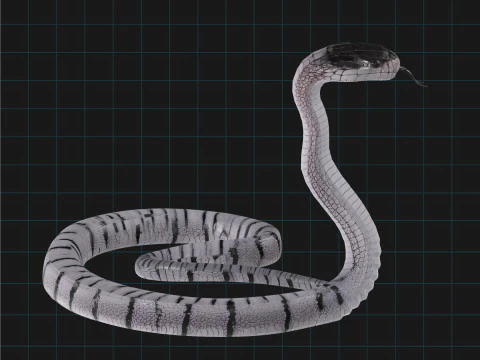 3D 眼镜蛇蛇模型 逼真的蛇资产 3D 模型