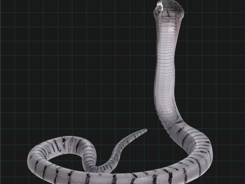 3D Cobra Snake Model Realistic Snake Asset Model 3D