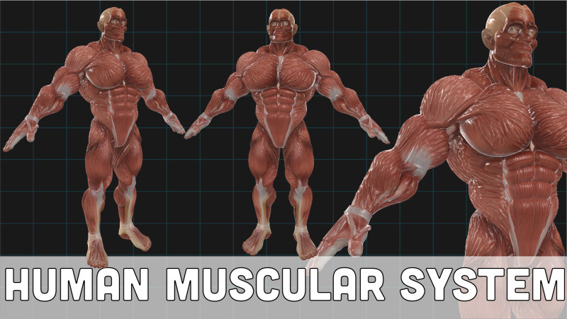 Human Muscular System Anatomical Male Figure Anatomy 3D Model .c4d .max .obj .3ds .fbx .stl .blend