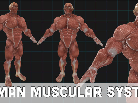 Human Muscular System Anatomical Male Figure Anatomy 3D Модель