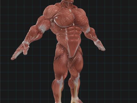 मानव पेशीय प्रणाली शारीरिक पुरुष आकृति शारीरिक रचना 3D मॉडल