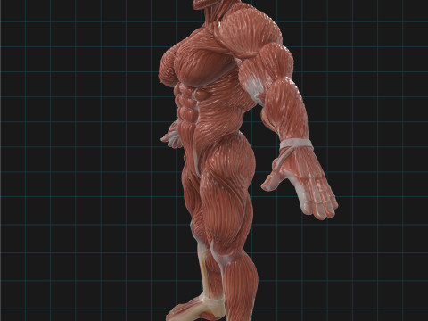 मानव पेशीय प्रणाली शारीरिक पुरुष आकृति शारीरिक रचना 3D मॉडल