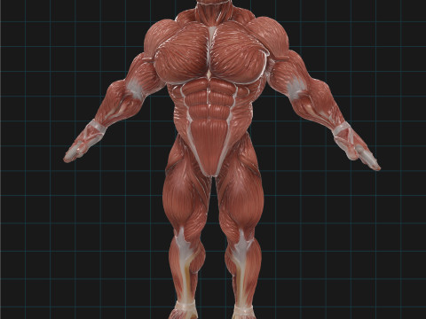 मानव पेशीय प्रणाली शारीरिक पुरुष आकृति शारीरिक रचना 3D मॉडल