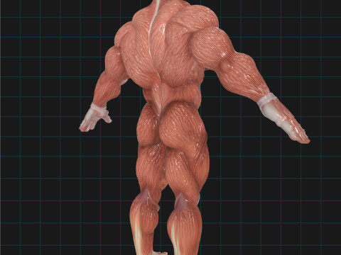 मानव पेशीय प्रणाली शारीरिक पुरुष आकृति शारीरिक रचना 3D मॉडल