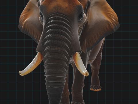Realistic Elephant African Elephant 3D 模型