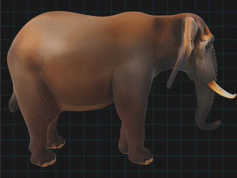 Realistic Elephant African Elephant 3D Model