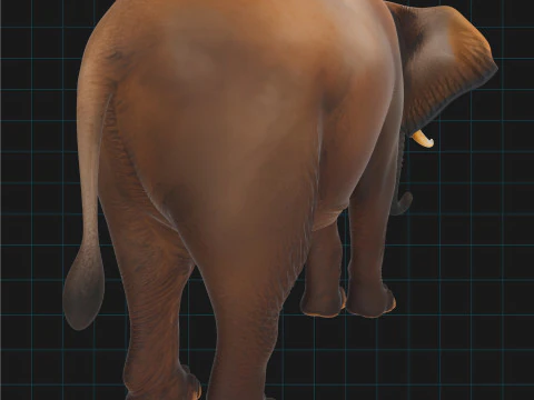 Realistic Elephant African Elephant 3D Model