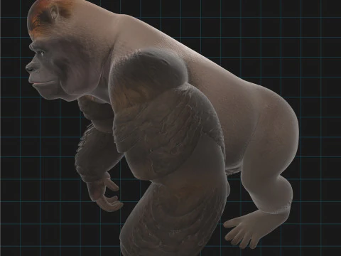Gorilla realistico Modello 3D