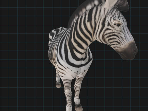 Realistic Zebra African Wildlife Animal 3D Model