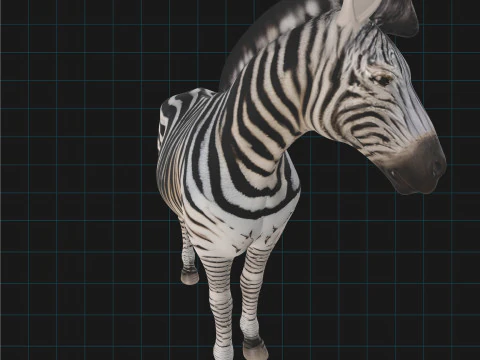 Realistic Zebra African Wildlife Animal 3D Model