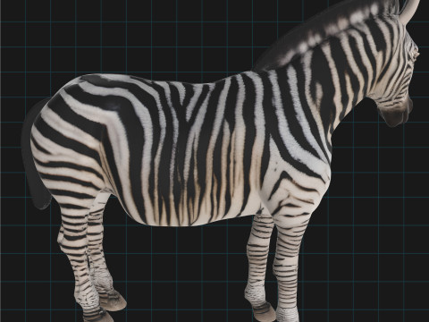 Realistic Zebra African Wildlife Animal 3D Model