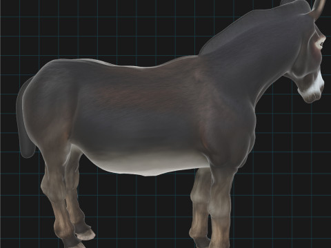 Realistic Donkey Stylized Animal Model 3D