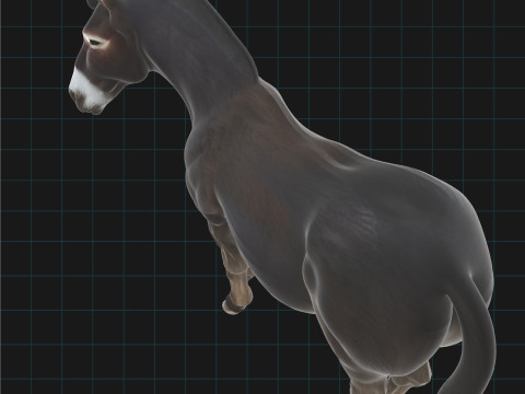Realistic Donkey Stylized Animal Model 3D