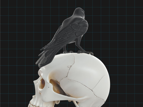 Raven and Skull Pack Realistic Gothic Bird on Human Skull Model 3D