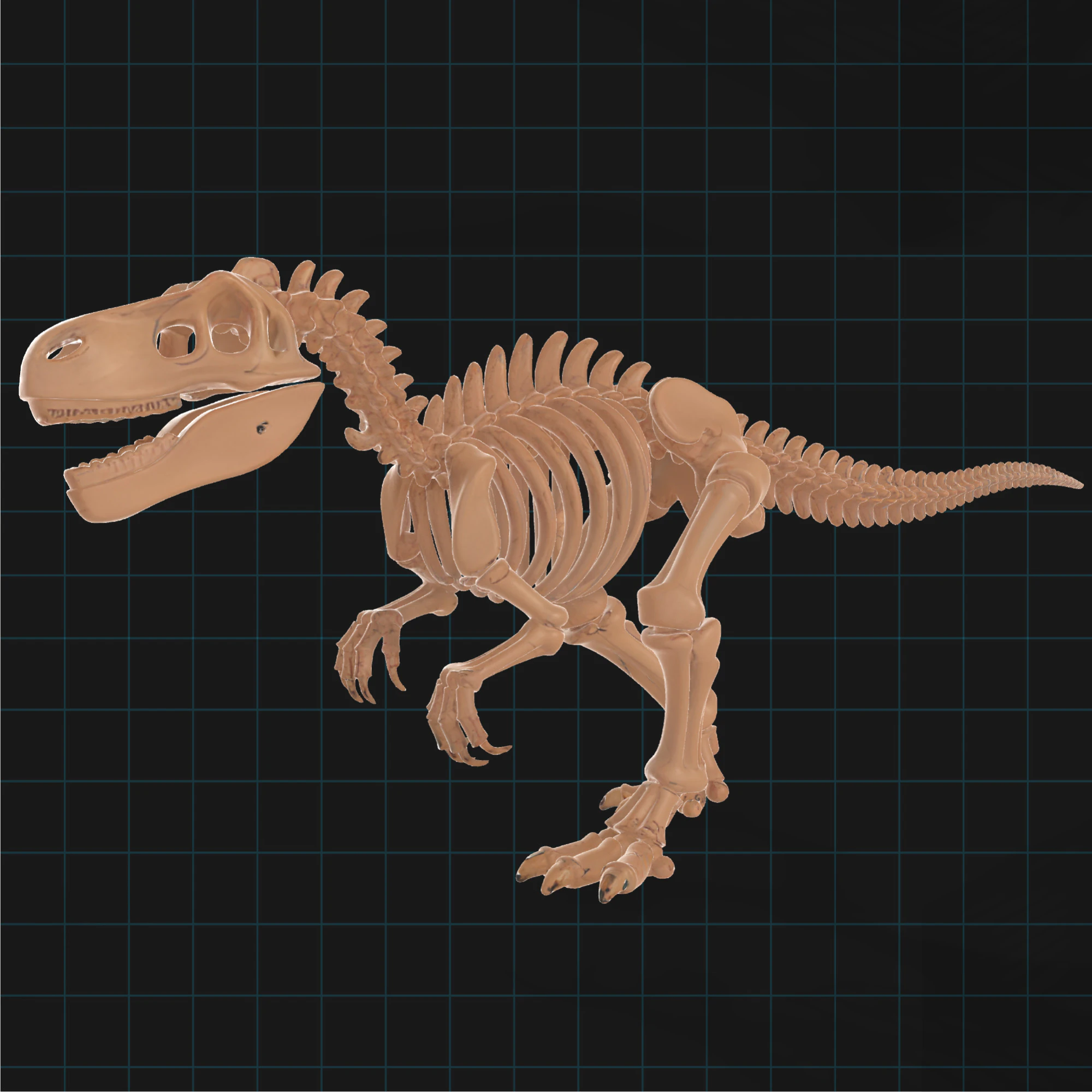 T-Rex Dinosaur Skeleton Prehistoric Fossil Replica 3D Model .c4d .max .obj .3ds .fbx .stl .blend 