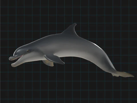 Dolphin Stylized Aquatic Animal 3D Model