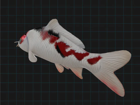 Realistic Koi Fish 3D Model