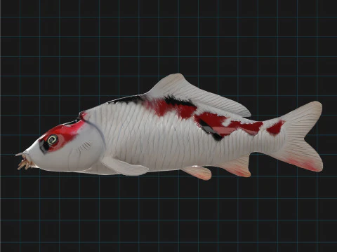 Realistic Koi Fish 3D Model