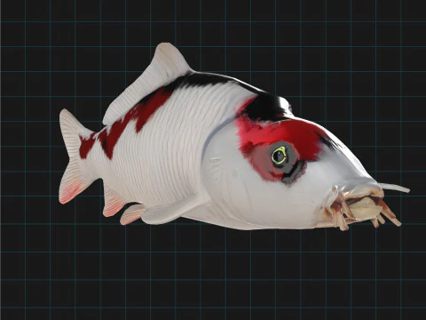 Realistic Koi Fish 3D Model