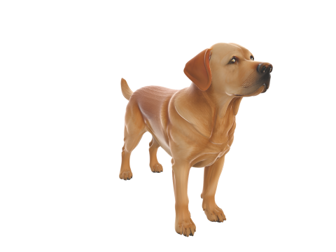 Realistic Labrador Retriever Dog Modelo 3D