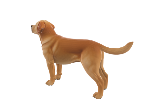 Realistic Labrador Retriever Dog 3Dモデル
