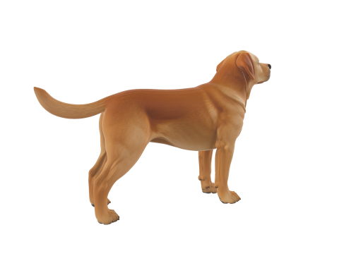 Realistic Labrador Retriever Dog 3Dモデル