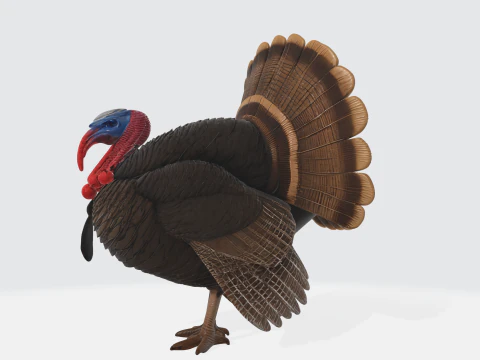 Realistic Turkey Thanksgiving Decor Wild Turkey 3D Print Model