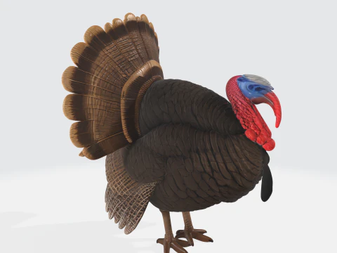 Realistic Turkey Thanksgiving Decor Wild Turkey 3D Print Model