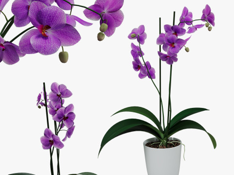 Orchid flower in a pot 3Dモデル