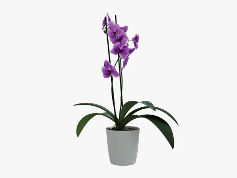 Orchid flower in a pot 3D Model