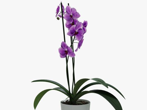Orchid flower in a pot Modèle 3D
