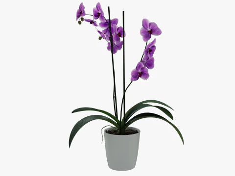 Orchid flower in a pot 3D Model