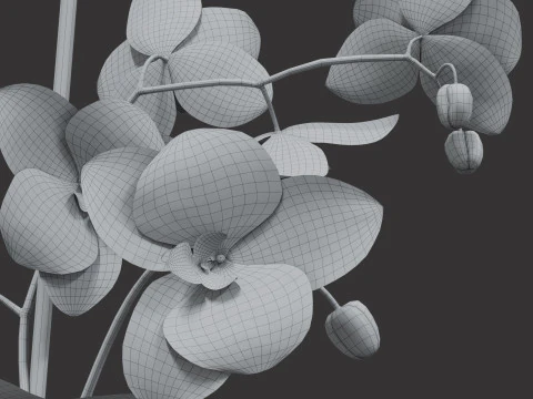 Orchid flower in a pot 3D Model