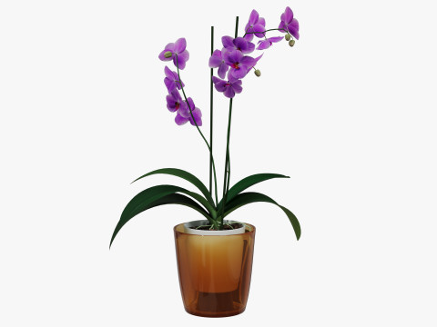 Orchid flower in a pot Modèle 3D