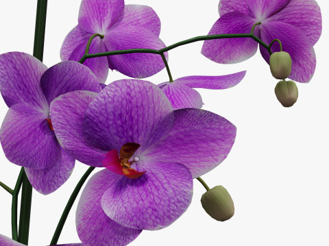 Orchid flower in a pot Modèle 3D