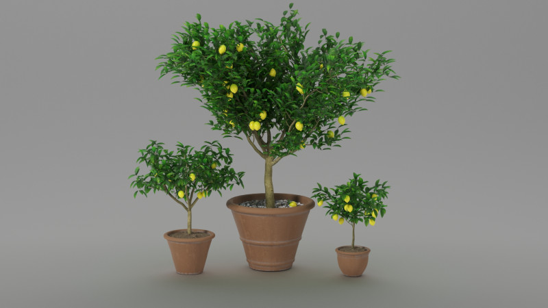 Lemon tree 3D Model .c4d .max .obj .3ds .fbx .stl .blend