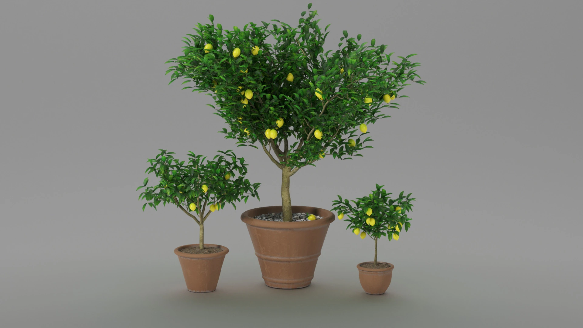 Lemon tree 3D Model .c4d .max .obj .3ds .fbx .stl .blend 