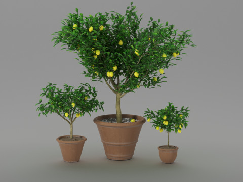 Lemon tree 3D Модель
