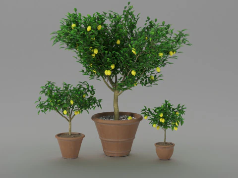 Lemon tree 3D Model