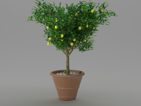 Lemon tree 3D Model