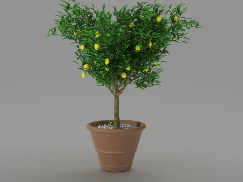 Lemon tree 3D Model